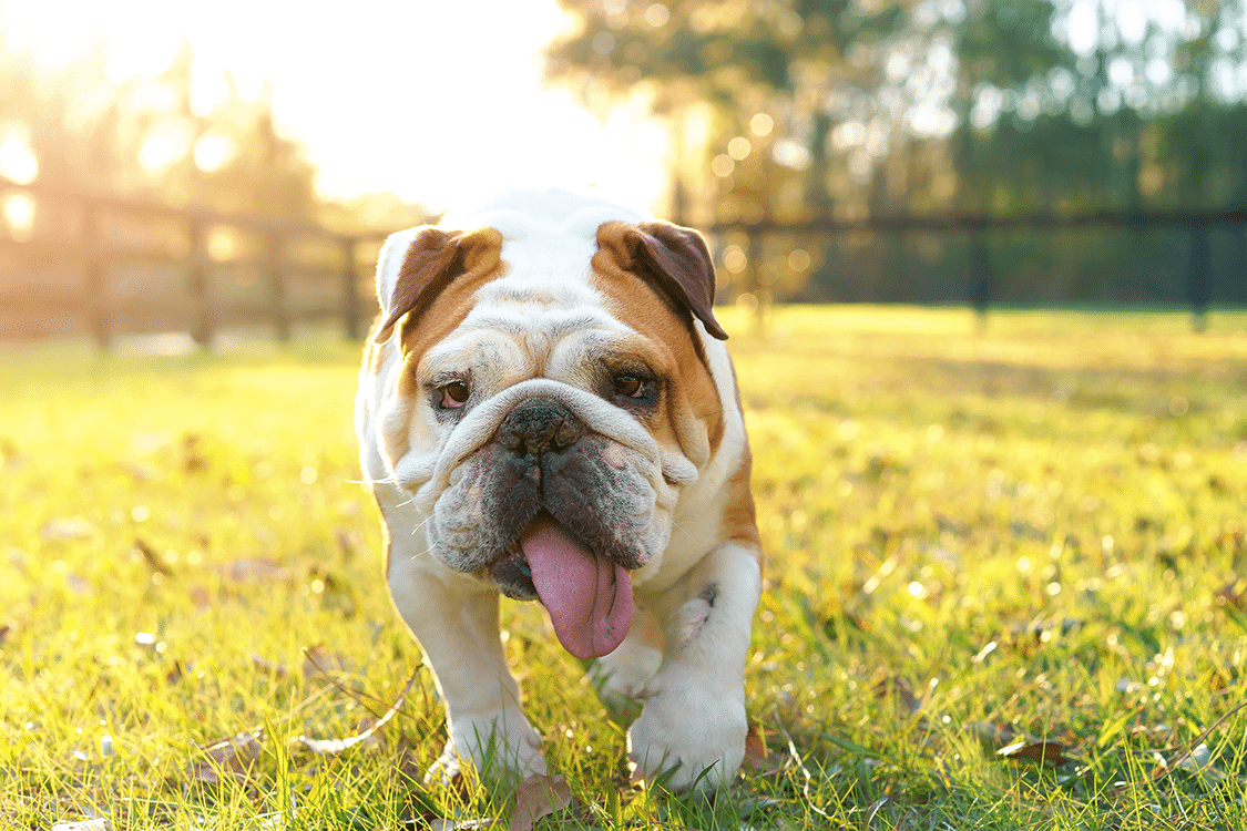 fence factory pet and dog friendly fence solutions from Fence Factory Corporation