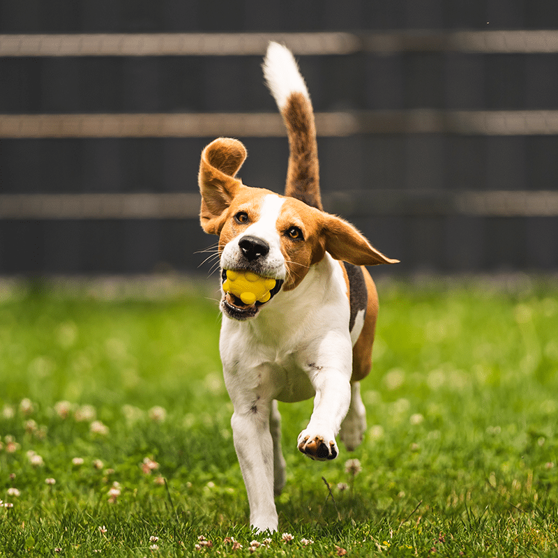 fencing-for-dogs-and-pets-at-home-residential